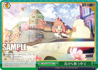 SPY/S106-056 CC 花びら舞う中で